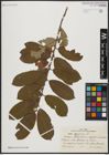 Foto von Salix aegyptiaca L.